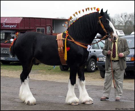 Shire Horse Show: Stallion 2 by ladyepona on DeviantArt