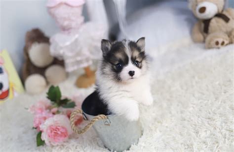 Teacup corgi puppies for sale/teacup corgi puppies for sale near me