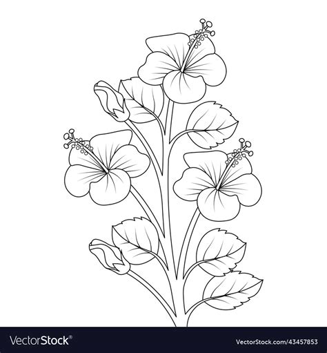 Hibiscus flower sketch of pencil line drawing Vector Image