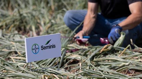 Seminis | High quality vegetable seed varieties | Vegetables by Bayer