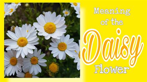 Daisy Flower Meaning In Tamil Language | Best Flower Site