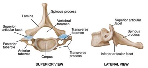 C7 Spine: Anatomy, Bony Landmark » How To Relief