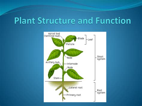 Flower Structure And Function Ppt | Best Flower Site