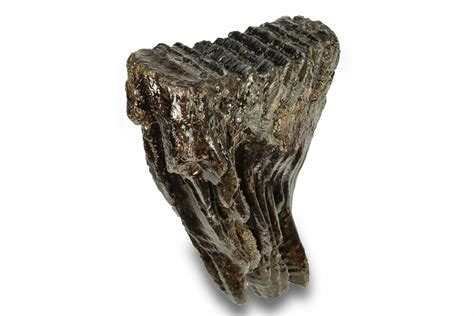 7.4" Fossil Woolly Mammoth Molar - Siberia (#259879) For Sale ...