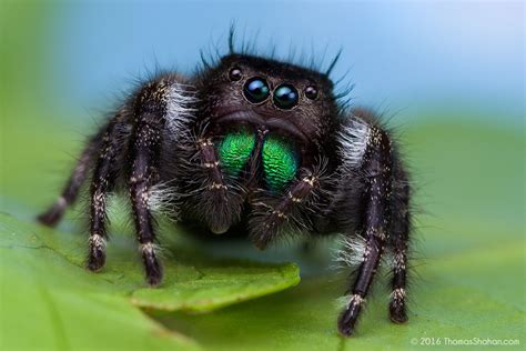 Phidippus audax Female jumping Spider | Jumping spider, Photo reference ...