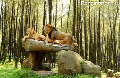 Taman-Safari-Prigen. – Penginapan.net 2021