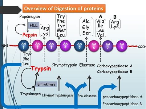 Digestion and absorption of proteins