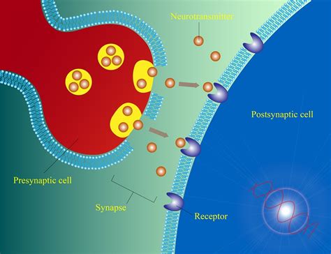 Electrical Synapses Are Critical for Chemical Synapse Function