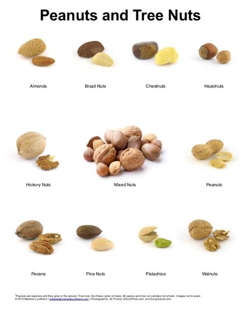 Peanuts and Tree Nuts Poster | Ketogenic diet food list, Tree nuts, Food