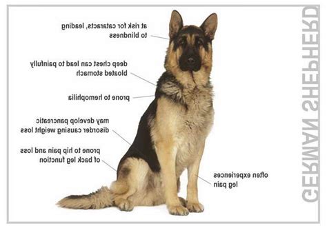 German Shepherd Problems | PETSIDI