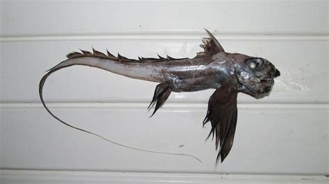 25 Strangest Deep Sea Creatures Discovered