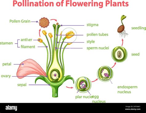 Pollination Diagram