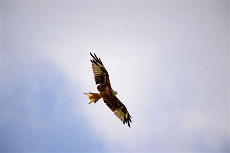 Bird Of Prey Red Kite Flying - Free photo on Pixabay - Pixabay