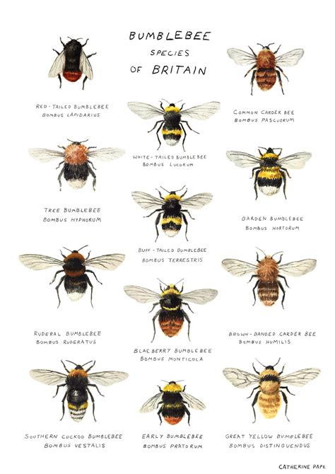 Bee poster now available in my shop!https://www.etsy.com/uk/shop ...