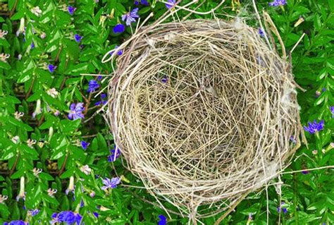 The Powerful Symbol Of Finding A Bird Nest Meaning