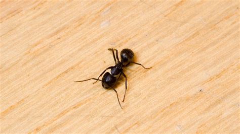 How to Get Rid of Ants in Bedroom: A Complete Guide - Pest Samurai