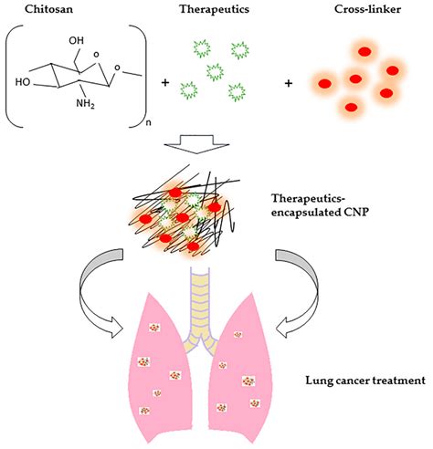 Molecules | Free Full-Text | Chitosan Nanoparticle-Based System: A New ...