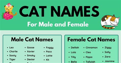 Cat Names: 70+ Most Popular Male and Female Cat Names • 7ESL