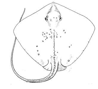 File:Dasyatis centroura drawing.jpg - Wikimedia Commons