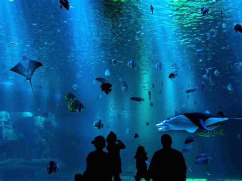 Shark Reef Aquarium Tickets in Las Vegas - Hellotickets