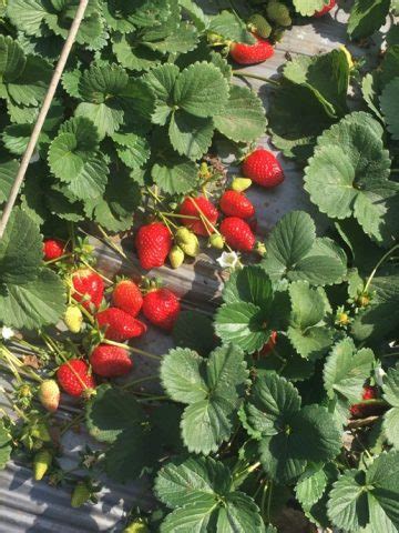 Strawberry Picking In Mahabaleshwar | Strawberry Farms Guide - Lohono ...