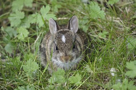 What's the difference between wild cottontail rabbits and feral rabbits? - BC SPCA