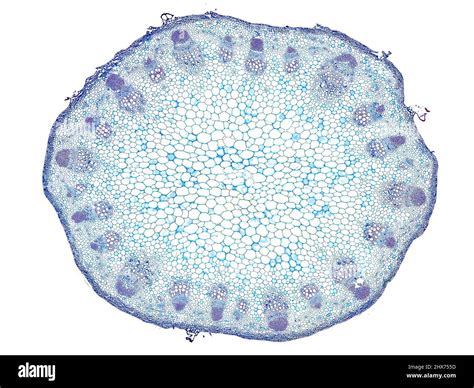 cross section cut slice of plant stem under the microscope ...