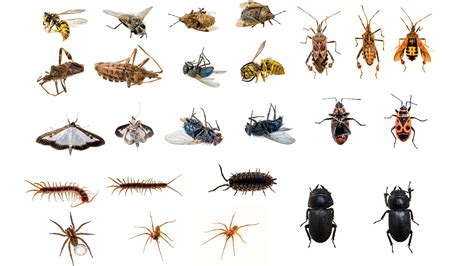 Explainer: Insects, arachnids and other arthropods