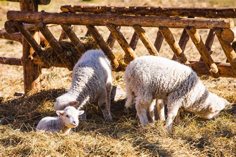 Premium Photo | Sheep at farm eating hay