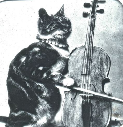 Cat Playing Violin, Wearing Necklace, Antique Victorian Magic Lantern Slide Photo.... for sale ...