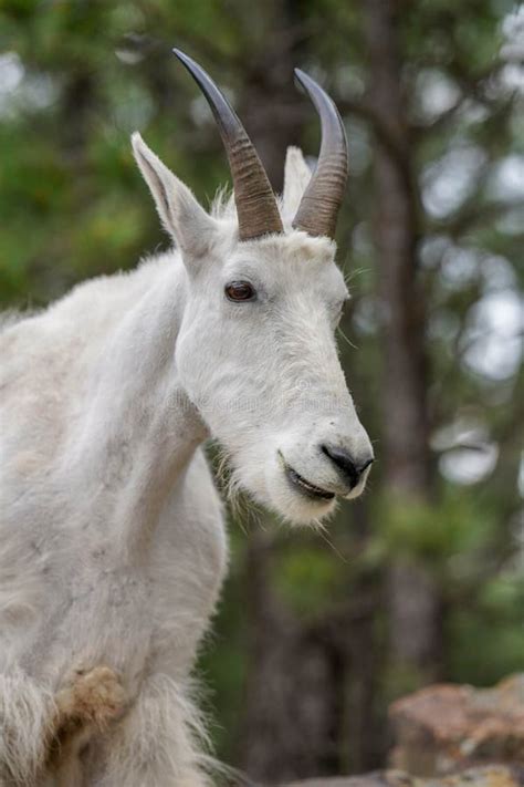 Majestic Rocky Mountain Goat Portrait at the Black Hills of South Dakota Near Mount Rushmore ...