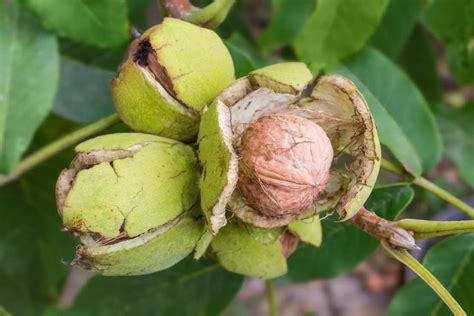 Here’s How Often Walnut Trees Actually Bear Walnuts - Tree Journey