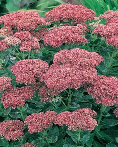 Sedum Collection in 2021 | Sedum, Planting bulbs, Wildlife gardening