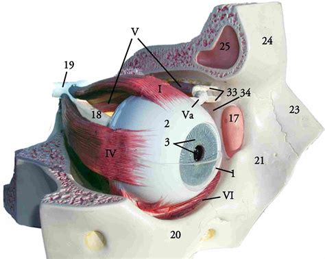 eye model - Google Search | Science experiments kids, Eye facts, Human eye