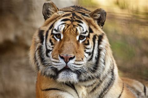 Why Are Tigers Endangered? And What Can Be Done to Help - The Homeschool Scientist