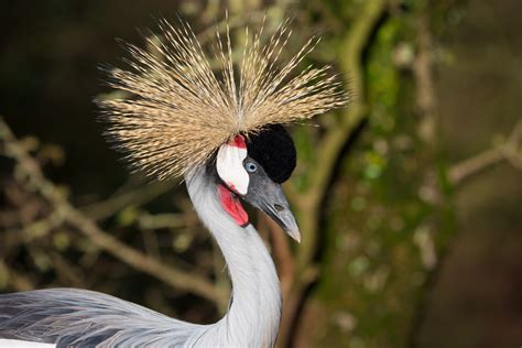 Grey Crowned Crane Free Stock Photo - Public Domain Pictures