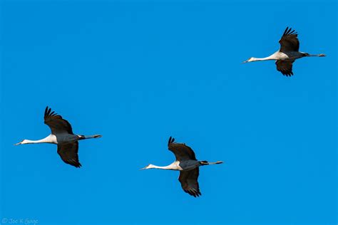 Sandhill Crane Migration in Illinois 2025 - Rove.me