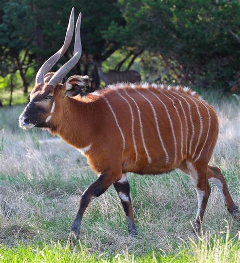 Forest Dwelling Antelope of Africa: A Guide to the Lesser-Known Species