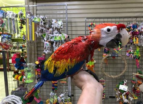 Baby Scarlet Macaw - Parrots4homes