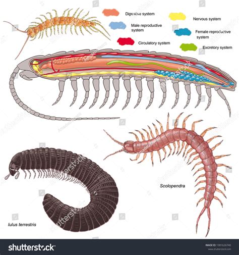 Zoology Animal Morphology Internal Anatomy Example Stock Illustration 1981626740 | Shutterstock