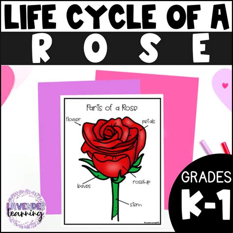 Life Cycle of a Rose Activities, Worksheets, Booklet, Posters - Rose ...