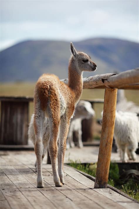 Guanaco 1080P, 2K, 4K, 5K HD wallpapers free download | Wallpaper Flare