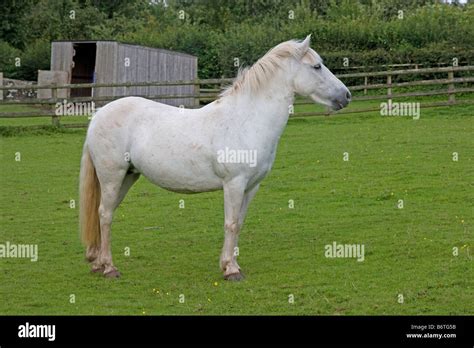 White Eriskay pony mare Stock Photo - Alamy