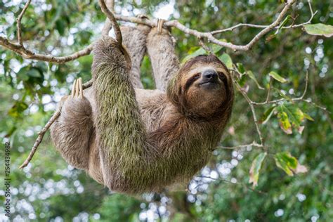 Costa Rica sloth hanging tree three-thoed sloth Stock Photo | Adobe Stock