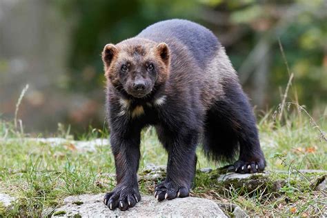 First Wolverine Spotted Outside Oregon Habitat in More Than 30 Years