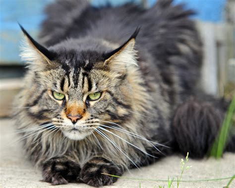 State Cat - Maine Coon Cat | Maine Secretary of State Kids' Page