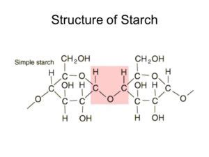 Polysaccharides: Types, Structure, Functions with Videos and Examples