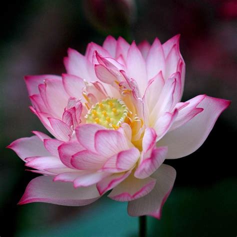 Lotus - India's National Flower - Native to Tropical Asia and ...