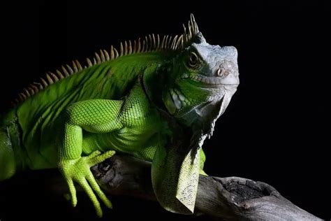 Green Iguana Care: Habitat, Size, Lifespan, Diet & More