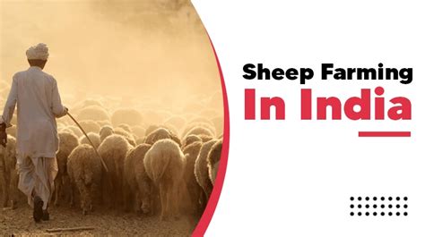 Sheep Farming Business - Profit, Advantages And Steps